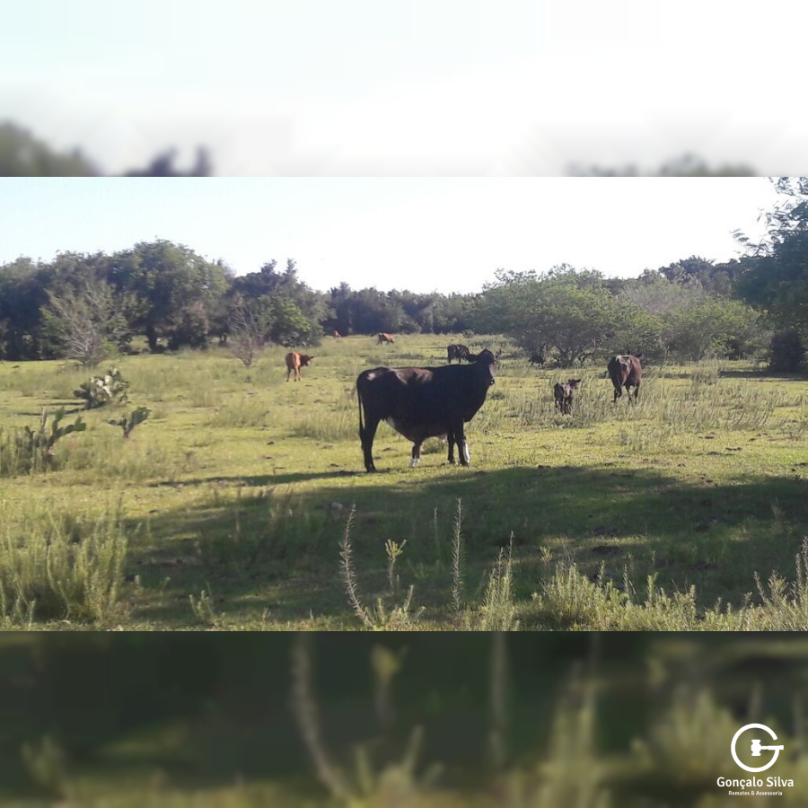 903 Hectares em Piratini/Rs