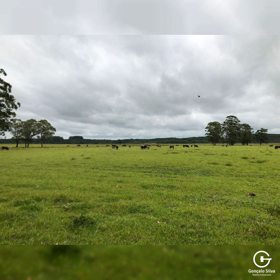 180 Hectares em Glorinha/Rs