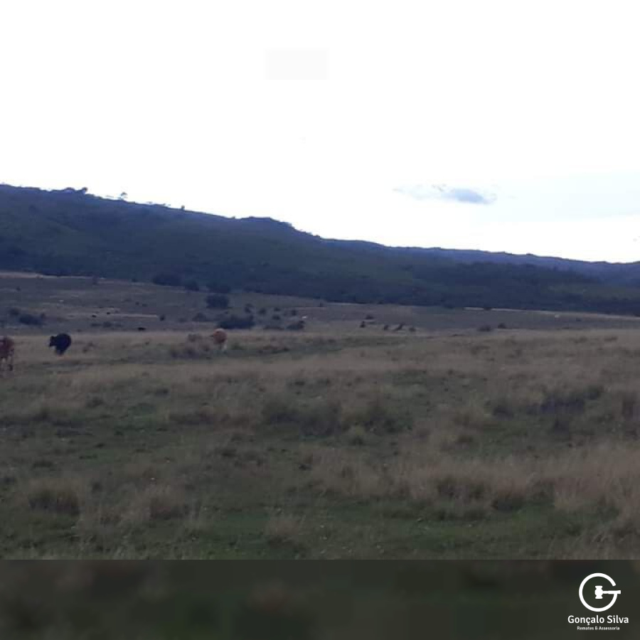 903 Hectares em Piratini/Rs