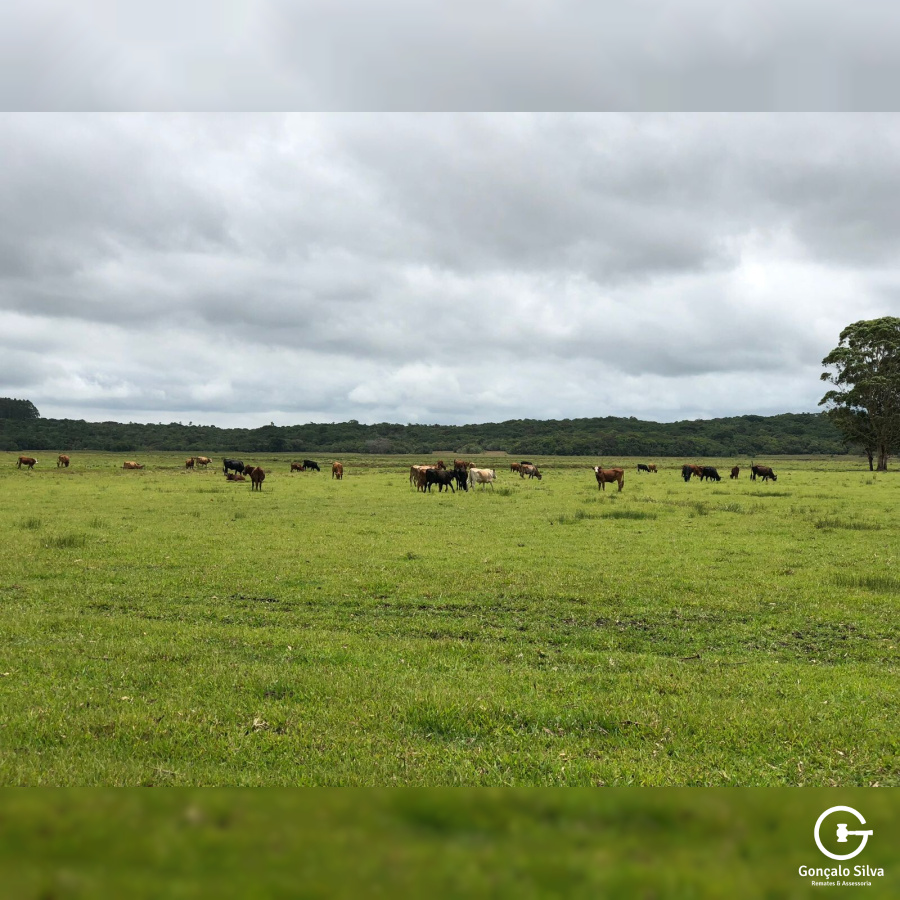 180 Hectares em Glorinha/Rs