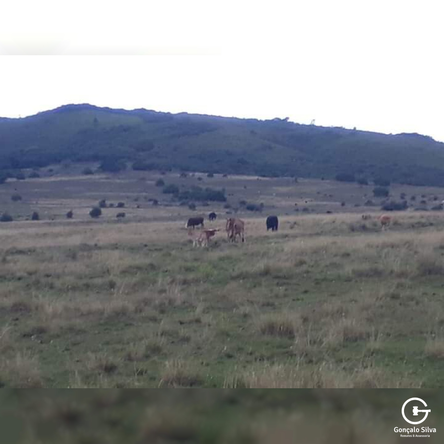 903 Hectares em Piratini/Rs