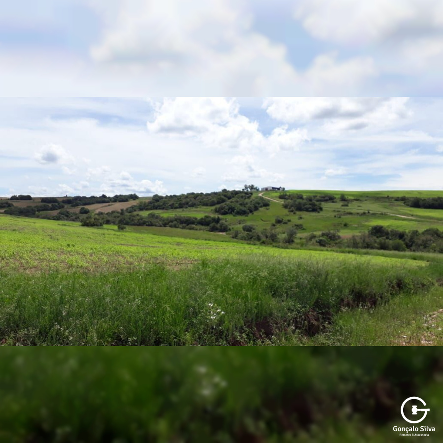 903 Hectares em Piratini/Rs