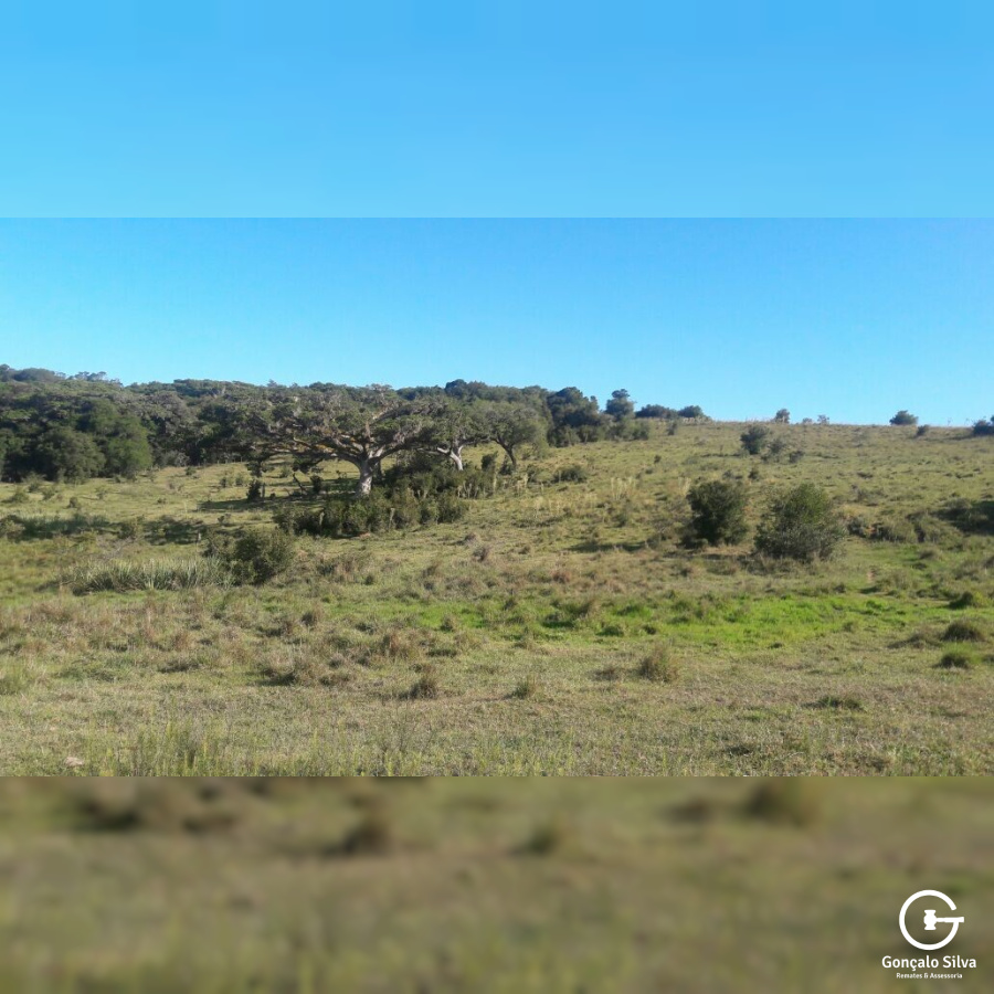 903 Hectares em Piratini/Rs