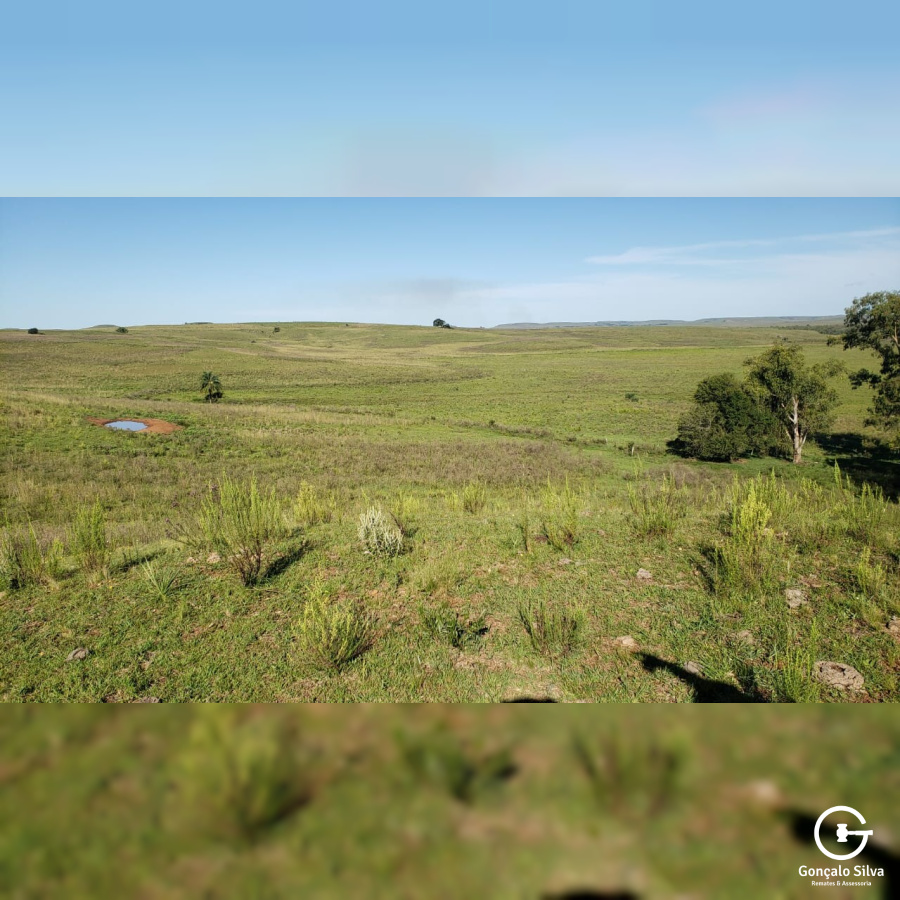 427 Hectares entre Rosário do Sul/Rs e Alegrete/Rs
