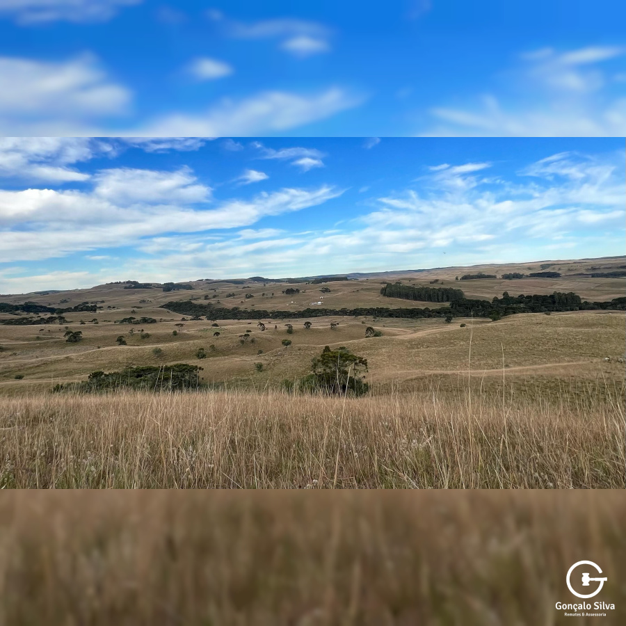 Fazenda com 211 Hectares em Jaquirana
