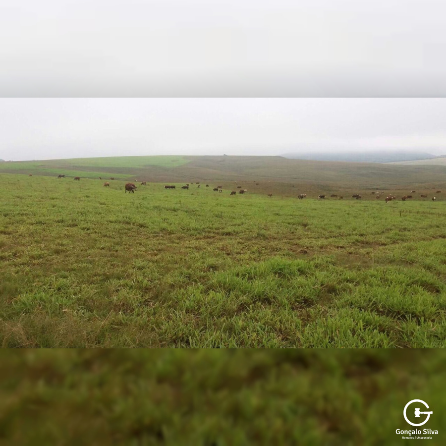 814 Hectares em Bagé/Rs