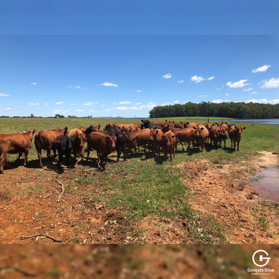 372 Hectares em Rio Grande/Rs
