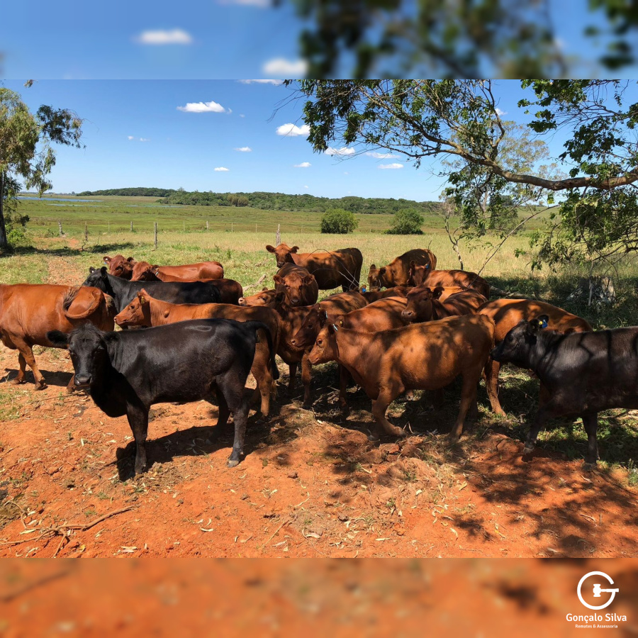 372 Hectares em Rio Grande/Rs