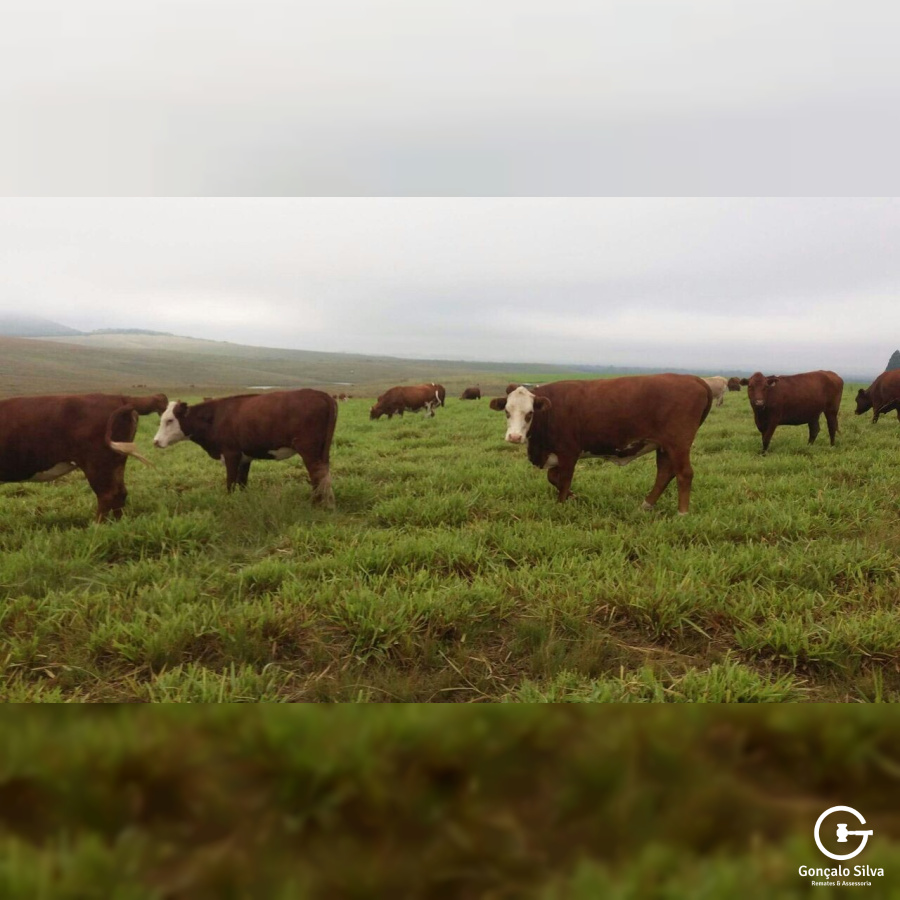 814 Hectares em Bagé/Rs