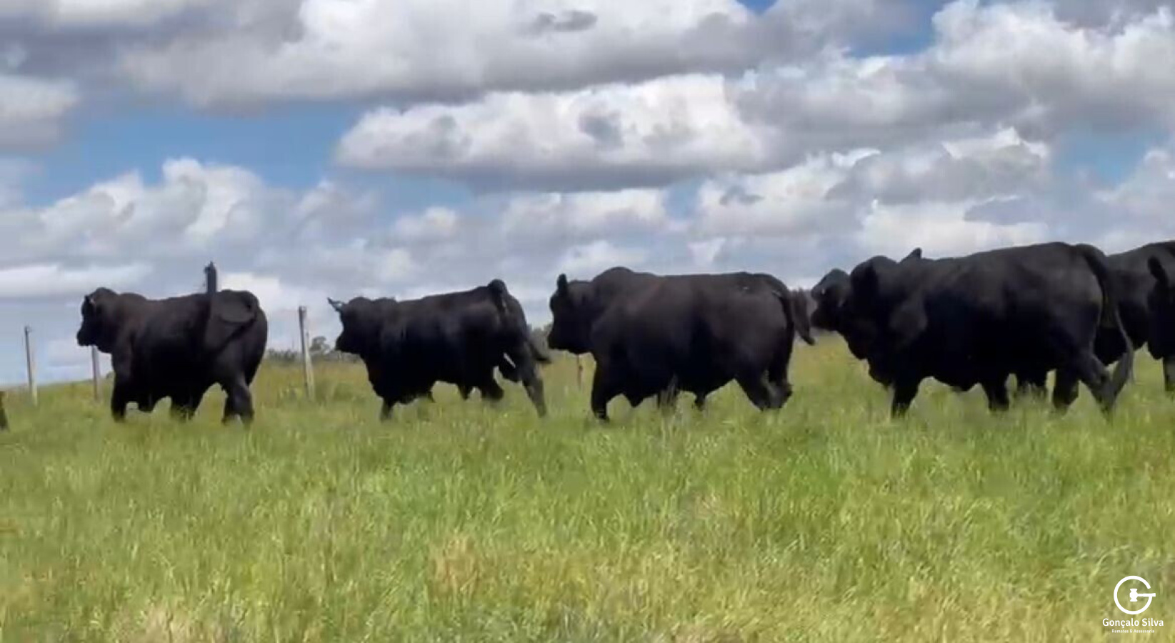 BOVINOS - TOUROS BRANGUS 2 ANOS