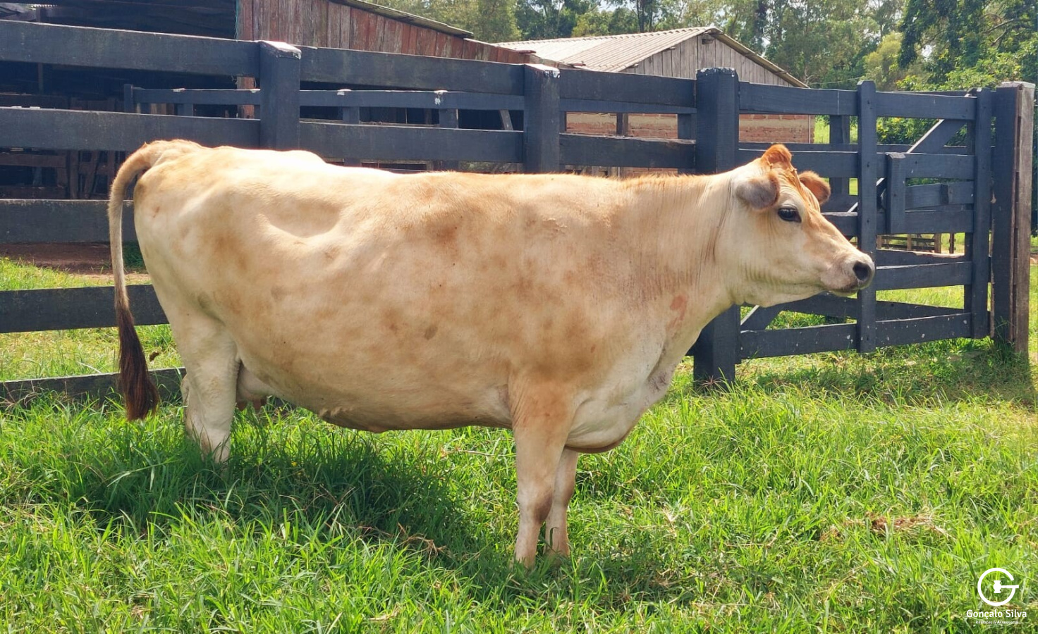 Vaca Jersey - PRODUÇÃO