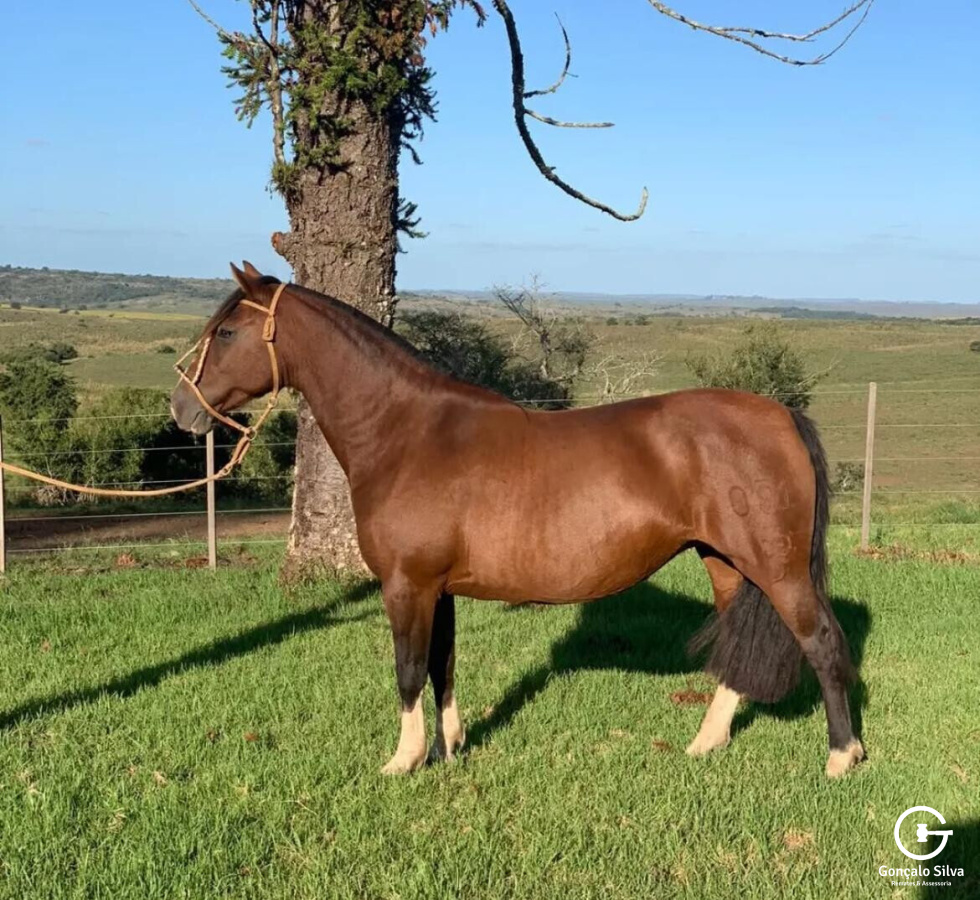 Filha Napoleão de Sao Pedro 3x1