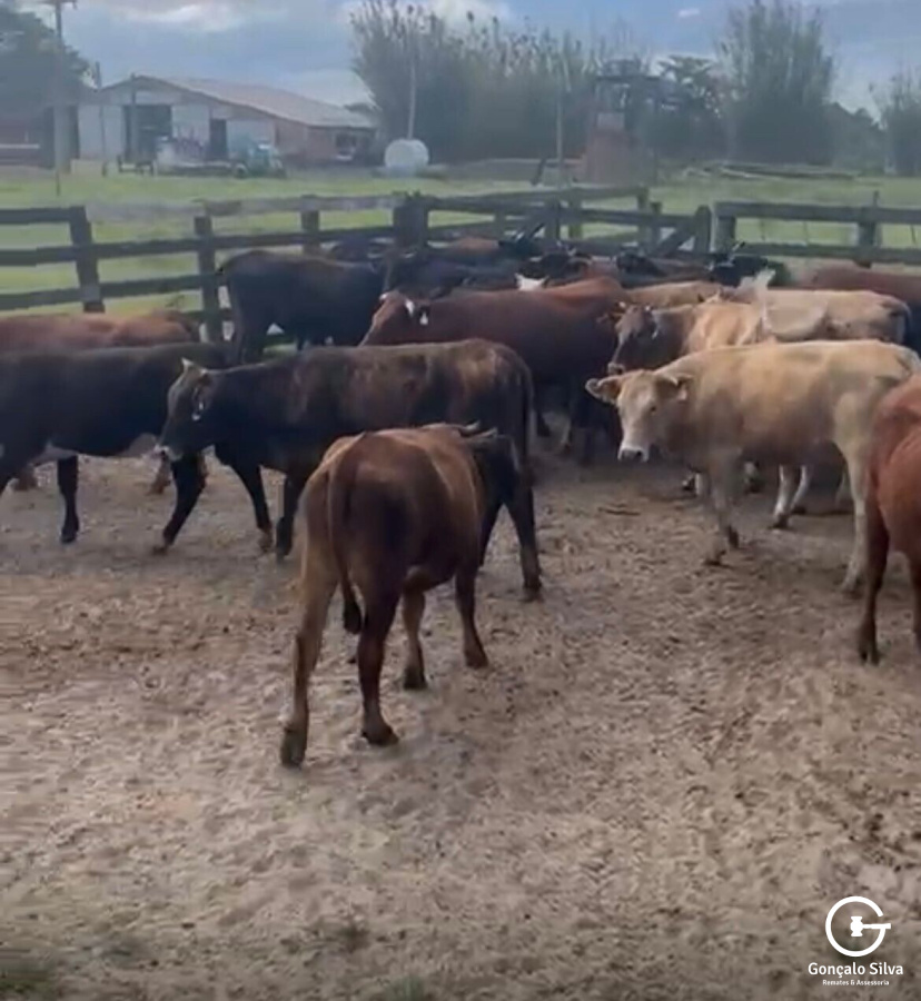 BOVINOS - 32 NOVILHAS - ASPADAS E MOCHAS