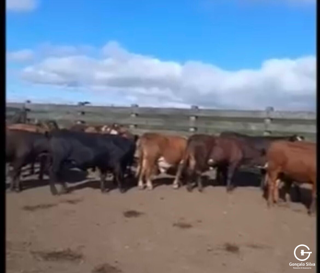 BOVINOS - 20 TERNEIROS CASTRADOS - PRETOS CARETAS/BRAFORD