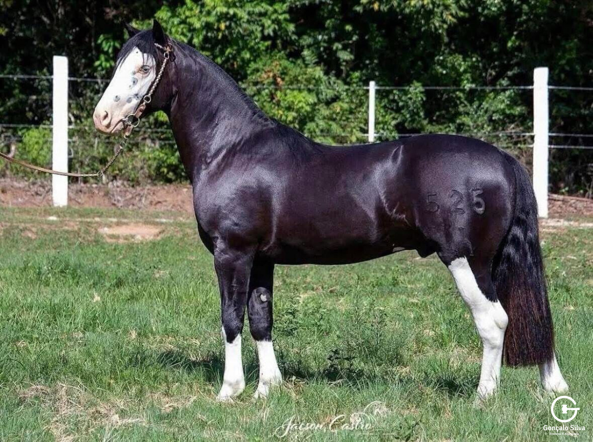 COBERTURAS MARCONI XERIFE 