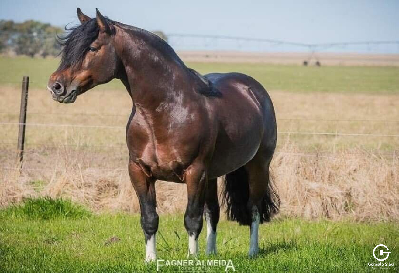 COBERTURA BASCO VENENO