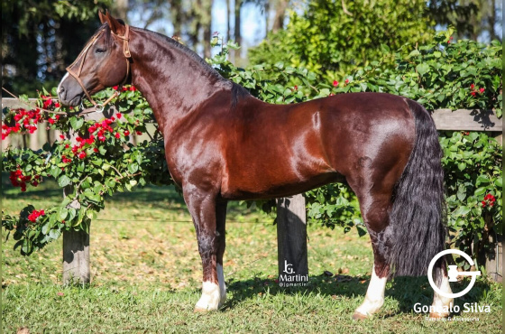 SANTA ALICE POSTEIRO - COBERTURA 