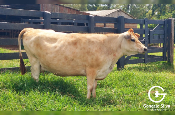 Vaca Jersey - PRODUÇÃO