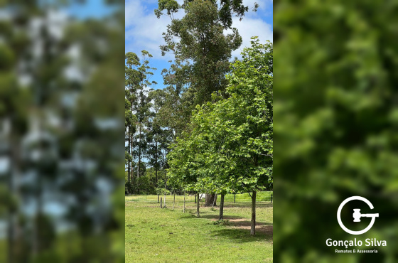 Área com 06 Hectares para Cabanha ou C. de Treinamento
