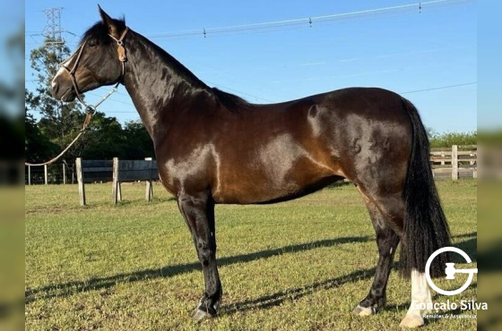 POTRANCA DE PISTA - FILHA CHAMAME NOCHERO