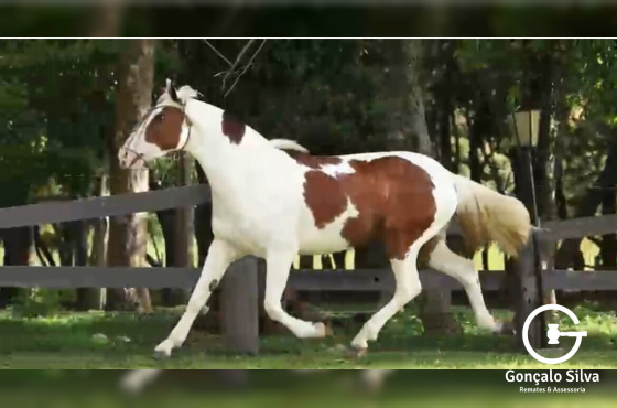 POTRA TOBIANA AMANUNCIADA