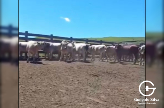 BOVINOS - 22 TERNEIROS CASTRADOS - CRUZA BAIOS E PINTADOS