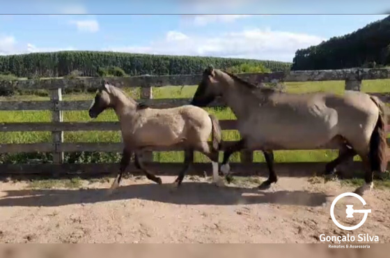 3x1 fêmeas / esquinazo-Taco-Trampolim-Esperando / Bem acasalada com genetica Macanudo x sedutor