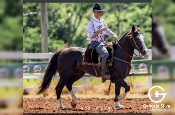 Domado genética Santa Angélica / Proprietário ou freio jovem