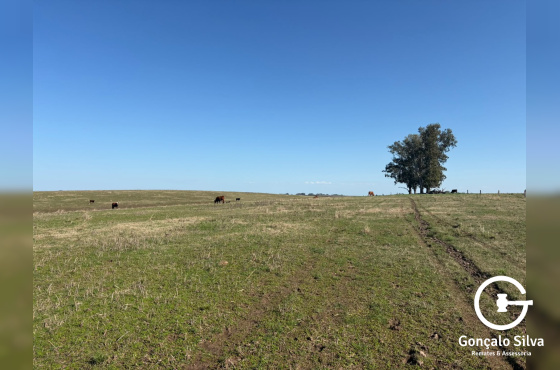 Fazenda com 360 Hectares em Candiota/Bagé