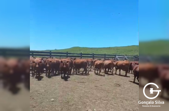 BOVINOS - 46 TERNEIROS CASTRADOS - CRUZA RED ANGUS