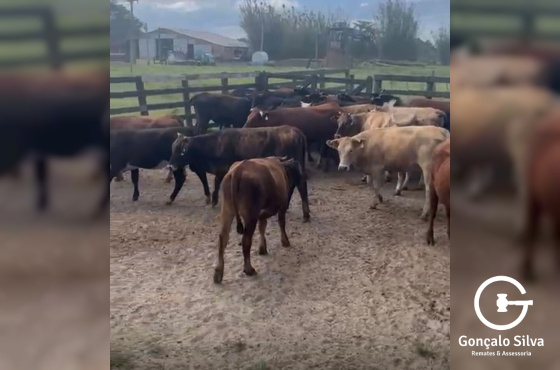 BOVINOS - 32 NOVILHAS - ASPADAS E MOCHAS