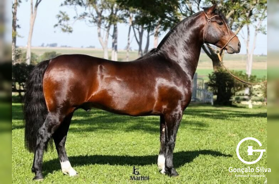 AS MALKE HECHO A MANO  Cota de 5%