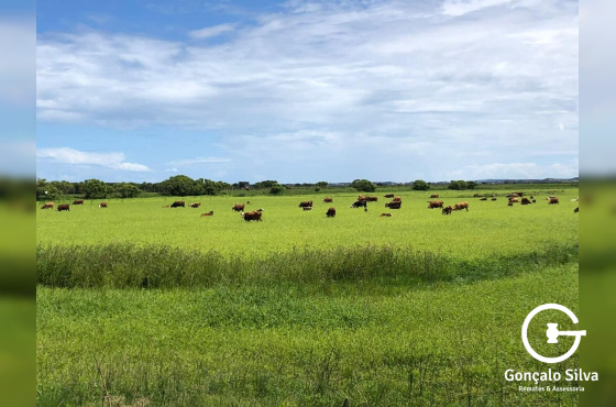 Sítio com 86 Hectares em Santa Catarina, excelente  lugar