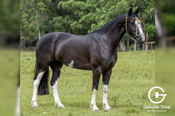 EGUA DOMADA - Picaça Pampa filha Xeque Mate da Boa Vista
