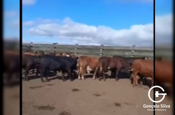 BOVINOS - 20 TERNEIROS CASTRADOS - PRETOS CARETAS/BRAFORD