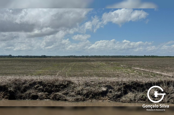 Área Rural com 132 Hectares em Tapes