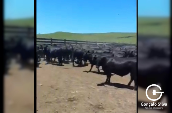 BOVINOS - 98 TERNEIROS CASTRADOS - CRUZA ANGUS 