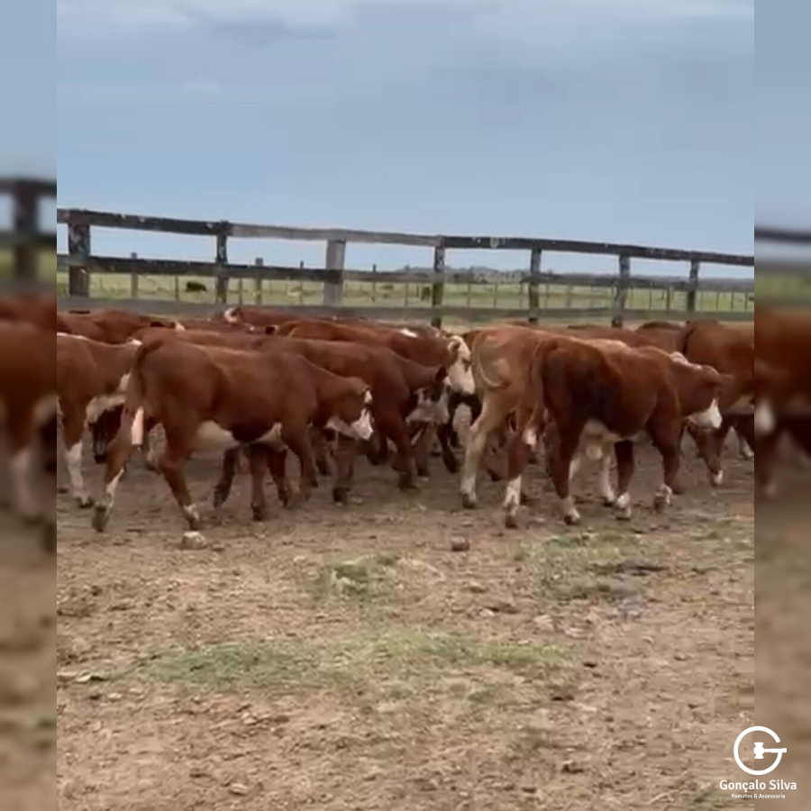 BOVINOS - 60 TERNEIRAS BRAFORD DEFINIDAS