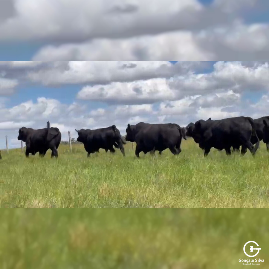 BOVINOS - TOUROS BRANGUS 2 ANOS