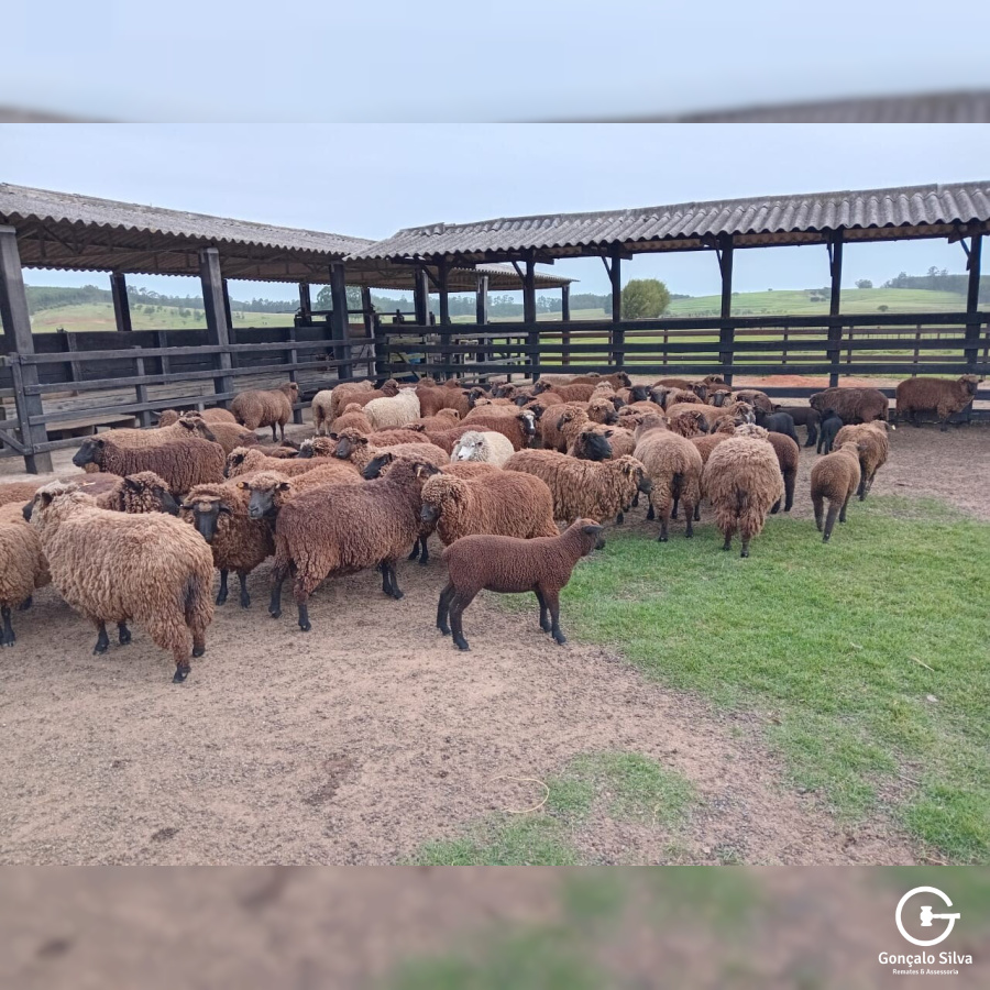 OVINOS - 49 OVELHAS PRETAS 