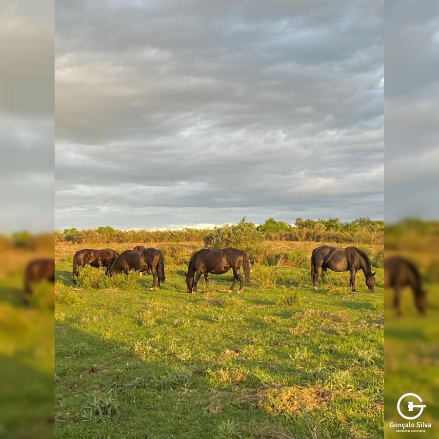 Fazenda com 712 Hectares em Sant'ana do Livramento