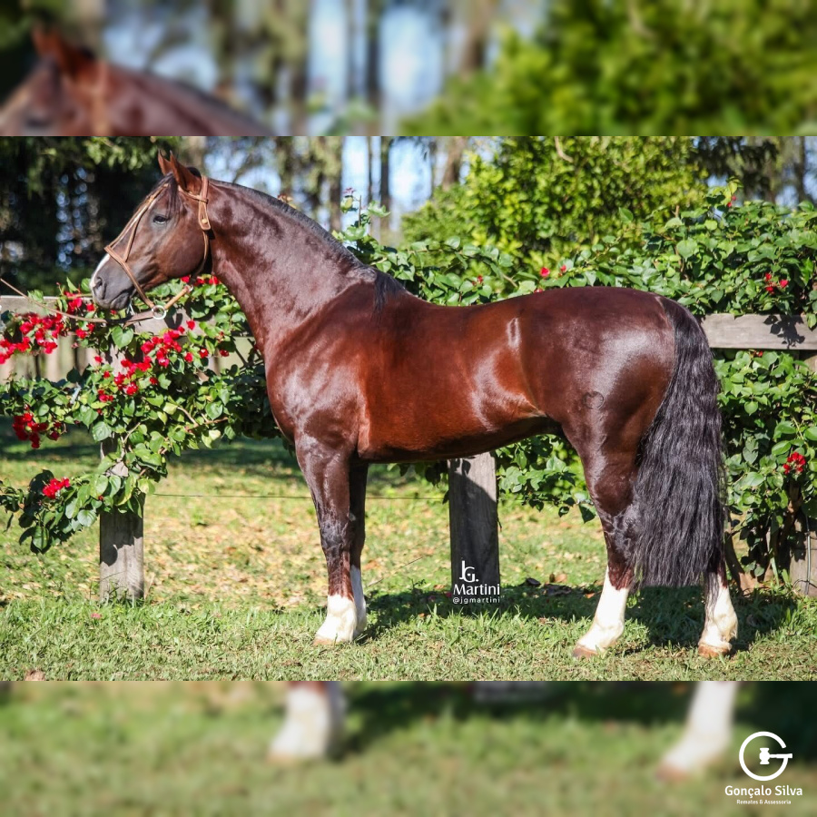 SANTA ALICE POSTEIRO - COBERTURA 