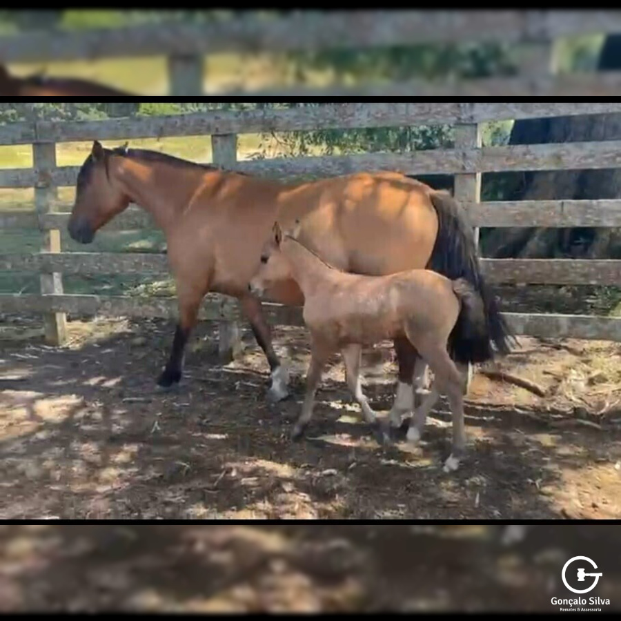 Filha indio boeiro , macho ao pé de Quero Quero Cavalera ( Magistrado) prenhe Retruco da Vendramim ( Macanudo )
