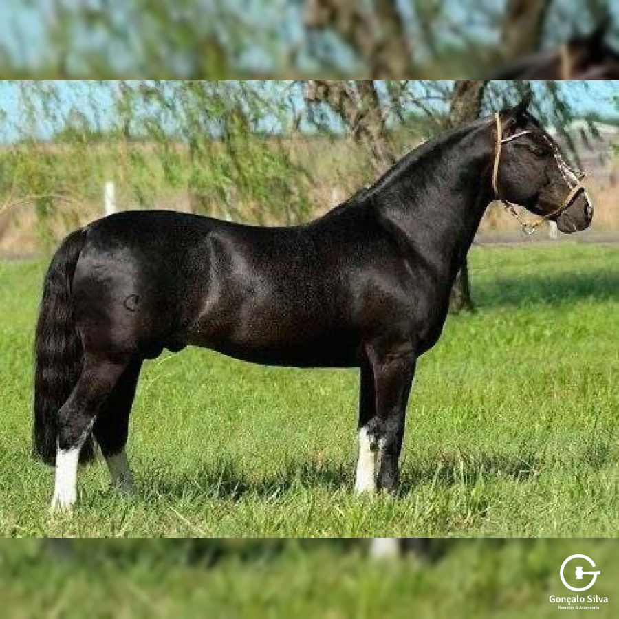 SARGENTO DO ITAPORORÓ  Cobertura