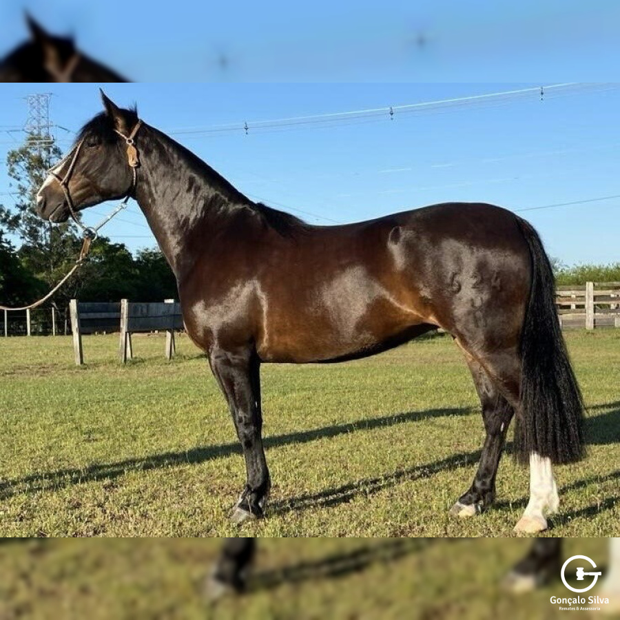 POTRANCA DE PISTA - FILHA CHAMAME NOCHERO