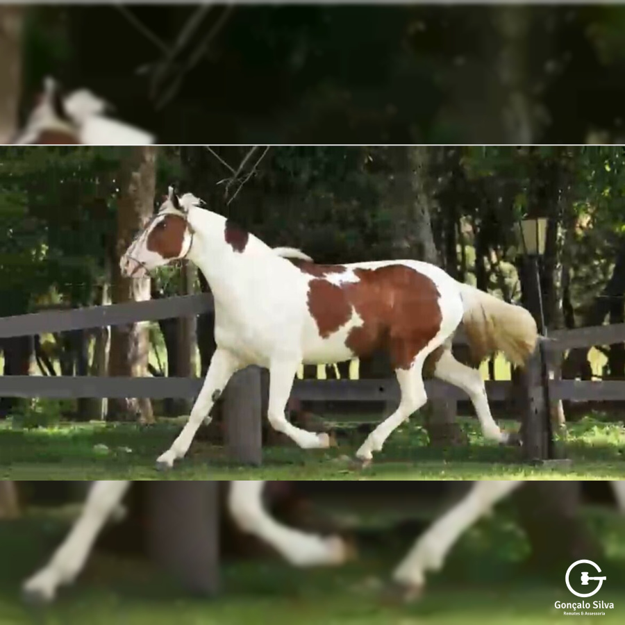 POTRA TOBIANA AMANUNCIADA