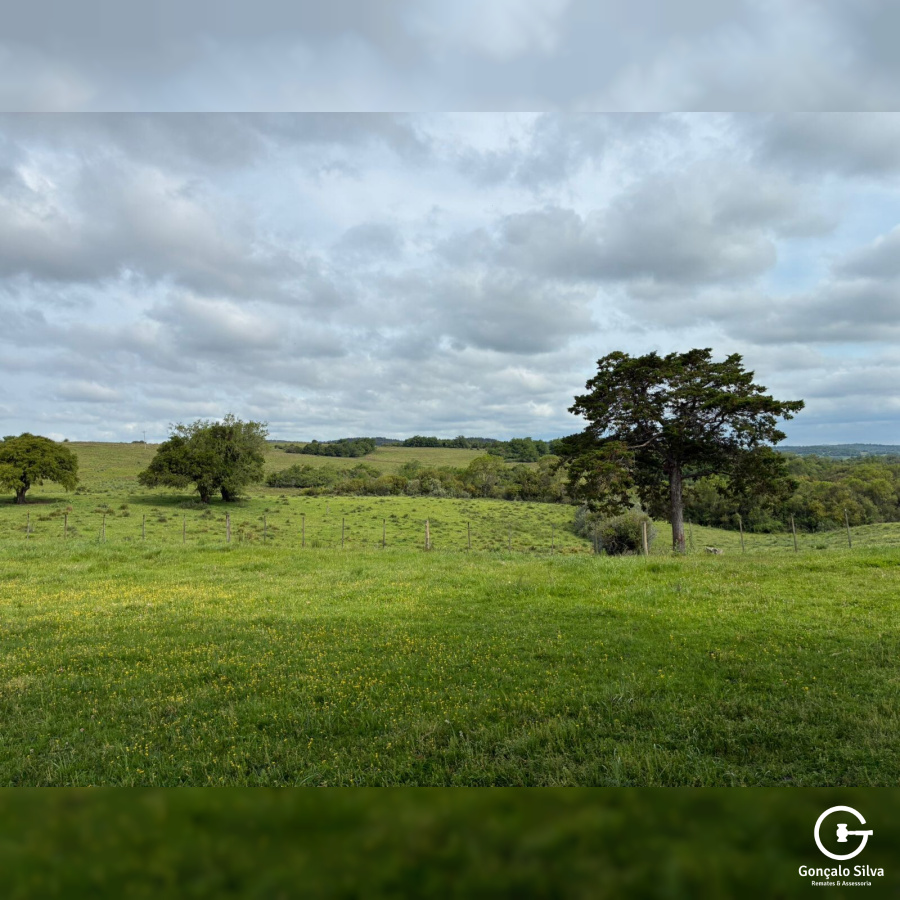 Fazenda com 1.300 Hectares região da Fronteira