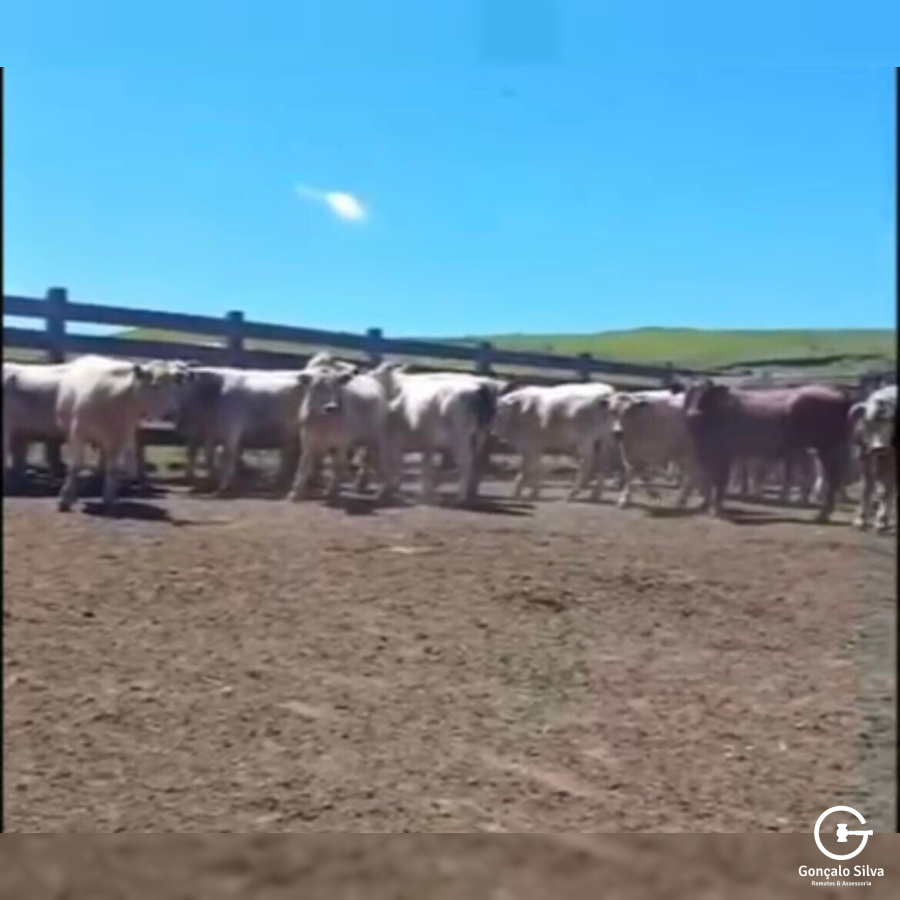 BOVINOS - 22 TERNEIROS CASTRADOS - CRUZA BAIOS E PINTADOS