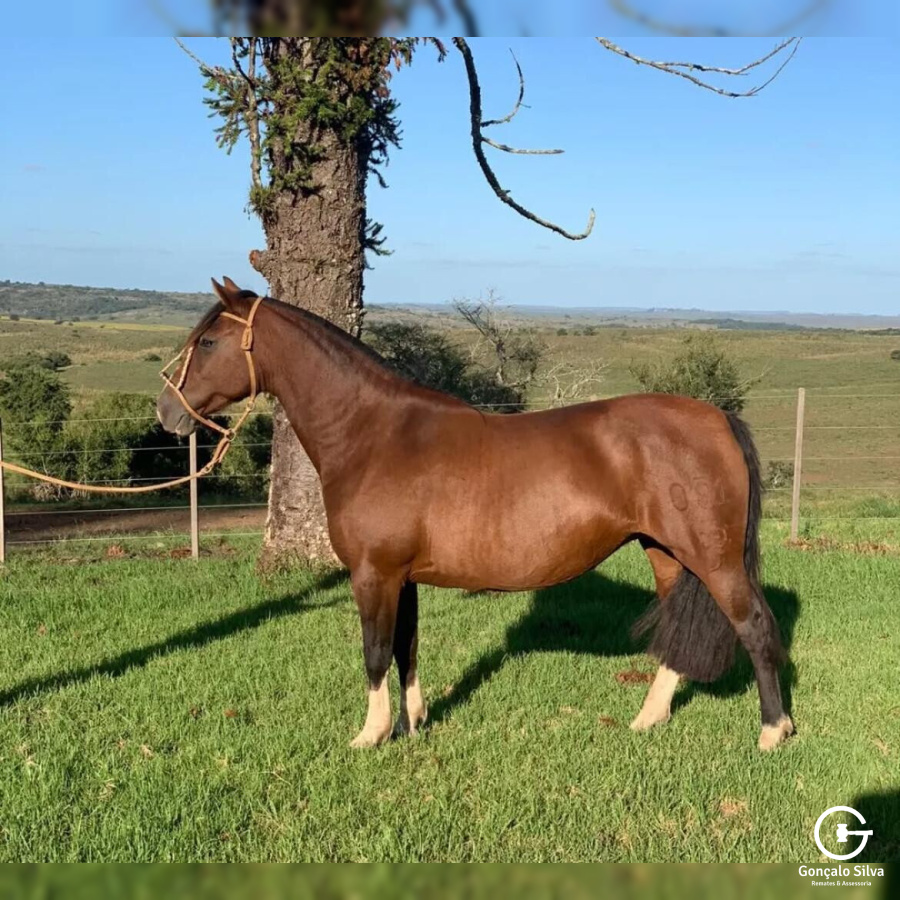 Filha Napoleão de Sao Pedro 3x1