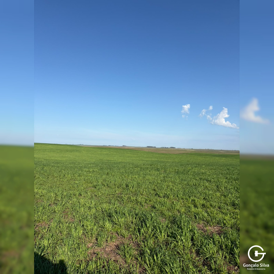 Fazenda com 410 Hectares em Bagé